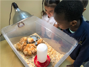 chicks hatched 